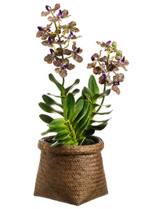 22" Vanda Orchid Plant in Basket Purple Green (pack of 1)