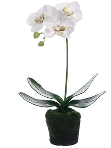 12" Phalaenopsis Orchid Plant with Soil & Moss White (pack of 6)