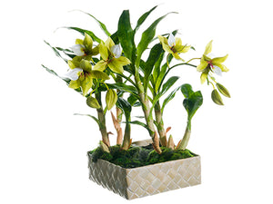 18" Star Orchid Plant in Basket Green Cream (pack of 1)