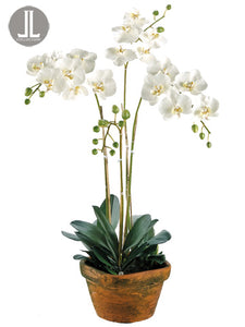 36"Hx10"Wx10"L Phalaenopsis Orchid in Terra Cotta Container White (pack of 1)