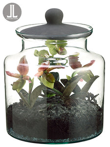10.5" Mini Phalaenopsis/Lady's Slipper Plant in Glass Jar w/Lid Lime (pack of 1)