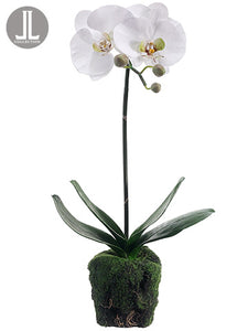 21" Phalaenopsis Orchid Plant With Soil And Moss White (pack of 4)