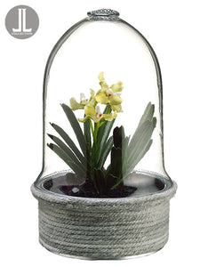 9.5" Mini Vanda Orchid Plant in Glass Terrarium Lime (pack of 2)