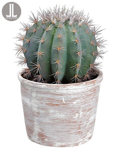 14" Barrel Cactus in Clay Pot  Green (pack of 1)