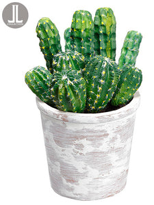 9.5" Cactus in Clay Pot  Green (pack of 6)