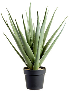 27" Aloe Plant in Plastic Pot  Green Gray (pack of 1)