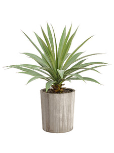 26" Agave Plant in Wood Planter Green (pack of 2)