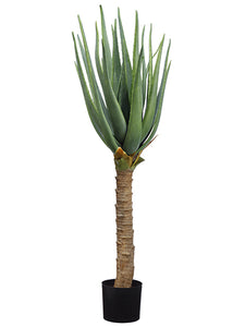44" Aloe Plant in Plastic Nursery Pot Green (pack of 2)