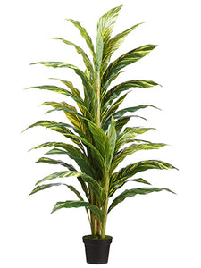 66" Alpinia Plant x3 in Pot  Variegated (pack of 2)
