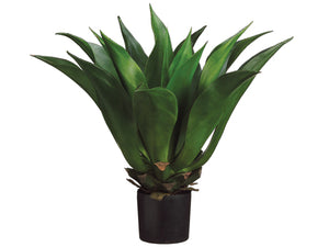 33" Giant Mexican Agave in Plastic Pot Green (pack of 1)