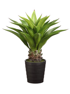32" Agave Attenuata Plant with 25 Leaves in Black Plastic Pot Green (pack of 1)