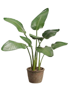 36" Bird of Paradise Plant in Terra Cotta Pot Green (pack of 2)