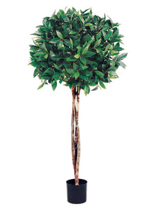 3' Bay Leaf Topiary with 1036 Leaves and Braided Trunk in Pot (pack of 2)