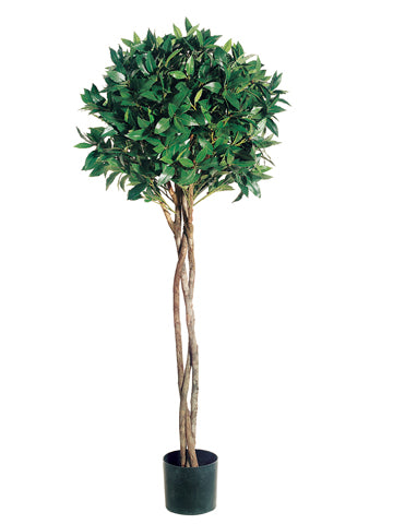 4' Bay Leaf Topiary with Braided Trunk in Pot  (pack of 2)