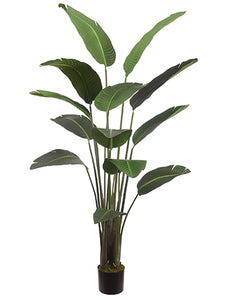 75" Bird of Paradise Plant With 12 Leaves in Pot Green (pack of 2)