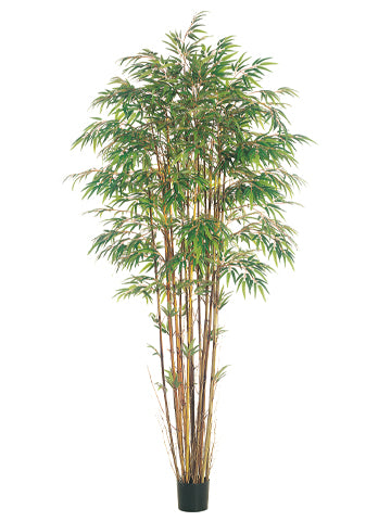 8' Natural Trunk Bamboo Tree x17 w/3040 Lvs. in Pot Two Tone Green (pack of 2)