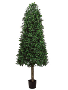 5.5' Cone-Shaped Boxwood Topiary in Plastic Pot Two Tone Green (pack of 1)