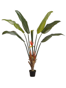 67" Bird of Paradise Plant With 6 Leaves And 1 Bud in Pot Green Two Tone (pack of 2)
