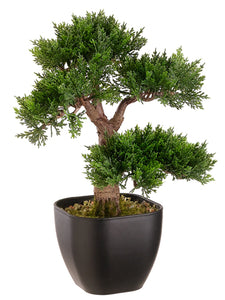 15" Cedar Bonsai Tree with 115 Leaves in Black Container Green (pack of 6)