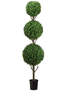 5.5' Tri Ball Boxwood Topiary in Black Plastic Pot Green (pack of 1)
