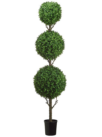 5.5' Tri Ball Boxwood Topiary in Black Plastic Pot Green (pack of 1)