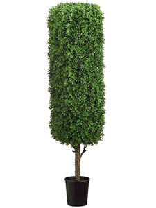 60" Rectangular Boxwood Topiary in Black Plastic Pot Green (pack of 1)
