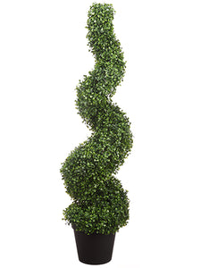 4' Boxwood Spiral in Pot  Green (pack of 1)