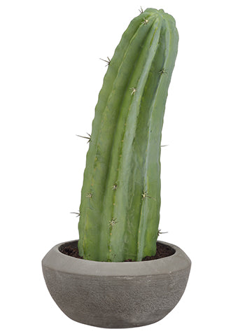 grote cactus Column Cactus in Cement Pot Green (pack of 1) – All Nations Flower