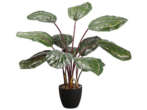 39" UV Protected PVC Calathea Orbifolia Plant in Plastic Nursery Pot Green Purple (pack of 2)