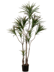6' Outdoor Dracaena Marginata Tree with 418 Leaves in Plastic Pot Green Burgundy (pack of 2)