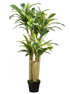 48" Dracaena Massangeana on Pot Cream Green (pack of 2)