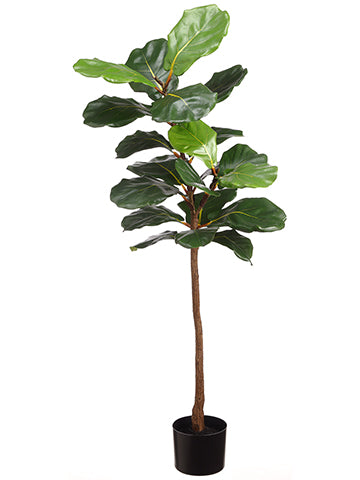 4' Fiddle Leaf Plant in Pot; S Status Per Jack Green (pack of 2)