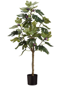 3' Fig Gree With Fruits in Pot Green (pack of 4)