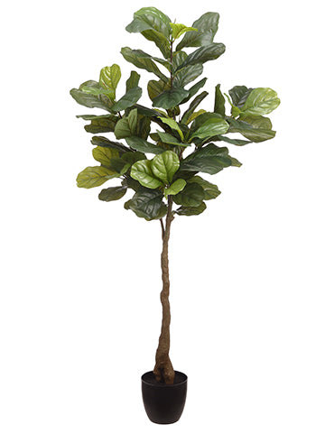 5' Fiddle Leaf Plant in Pot  Green (pack of 2)