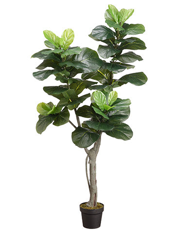 5' Fiddle Leaf Plant With 59 Leaves in Pot Green (pack of 2)
