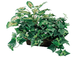 18" Caladium/Ivy in Ledge Basket Green Red (pack of 2)