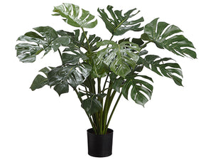 34" Split Philodendron Plant in Pot Green (pack of 2)