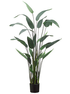 64" Water Canna Plant x11 in Pot Green (pack of 2)
