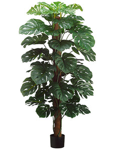 60" Split Philodendron on Pole in Pot Green (pack of 2)