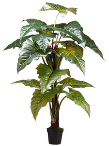 78" Philodendron Red Prince x2 in Pot knock-down Packing Green (pack of 2)