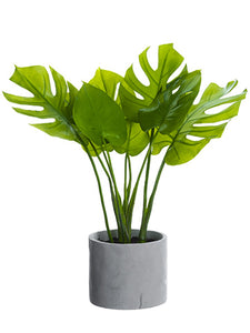 21" Split Philodendron Leaf Plant in Cement Pot Green (pack of 1)