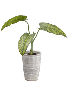 12" Philodendron Plant in Clay Pot Green (pack of 3)