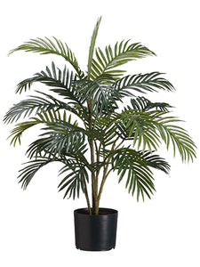 3' Areca Palm Tree x4 in Pot  Green (pack of 6)