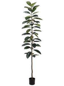 7' Rubber Plant in Pot  Green (pack of 2)