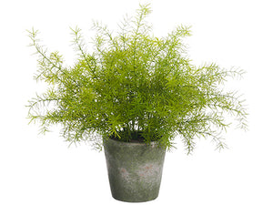 20" Soft Sprengeri Plant in Terra Cotta Pot Green (pack of 2)