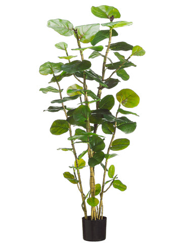 5' EVA Sea Grape Plant with 67 Leaves in Black Plastic Pot Green (pack of 2)