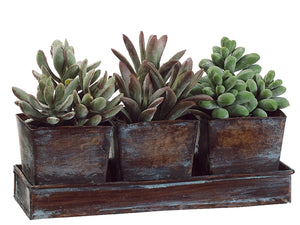5.5"Hx3"Wx8.25"L Succulent Garden in Square Tin x3 w/Tray Green (pack of 4)