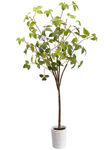 34" Carolina Sweet Shrub Tree in Terra Cotta Pot Green (pack of 4)