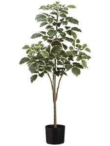 45" Beech Tree x4 in Pot  Variegated (pack of 4)