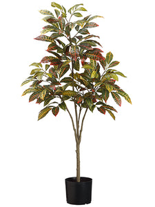45" Croton Tree x4 in Pot  Green (pack of 4)